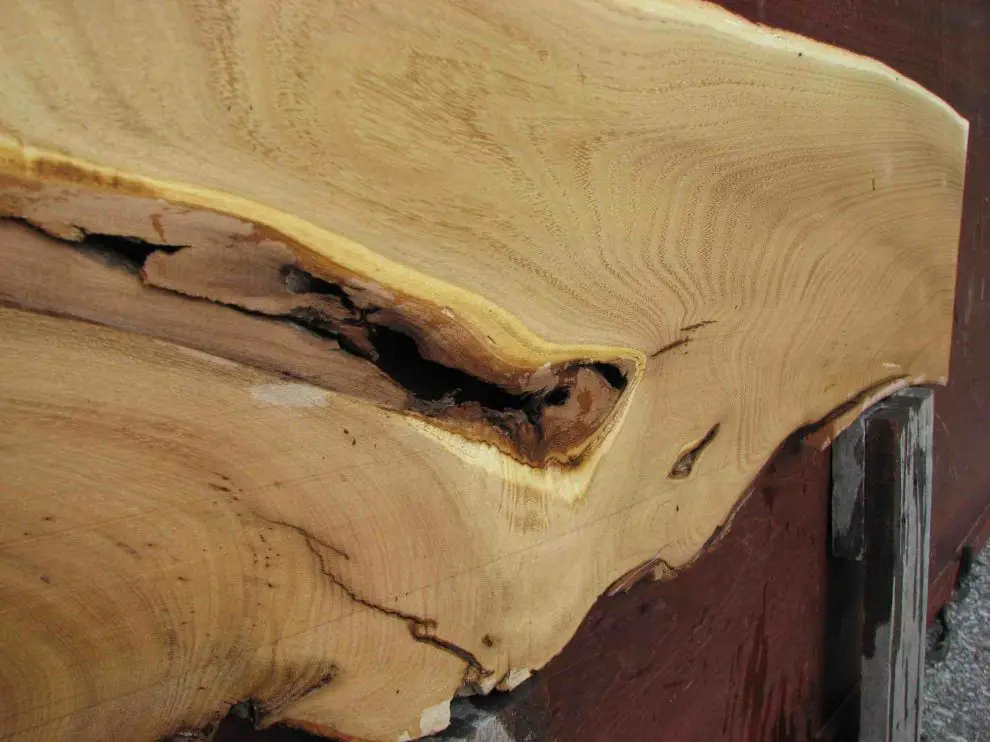 black locust wood Revista din lemn